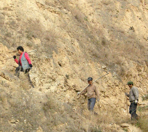 雖沒(méi)有十里桃林，漫山遍野的灼灼芳華。但我們有萬(wàn)畝國(guó)家級(jí)標(biāo)準(zhǔn)化油橄欖種植示范基地，漫山遍野，香氣撲鼻。畝是中國(guó)市制土地面積單位，一畝等于六十平..